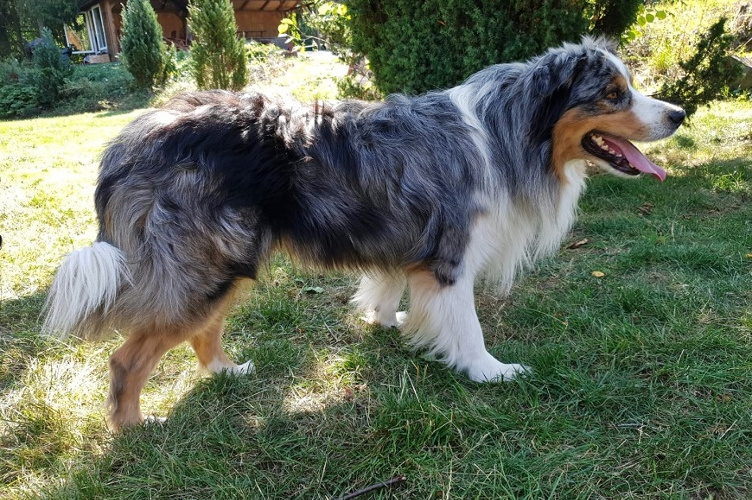 Aussie 018 ICE