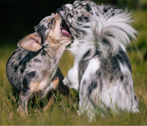 Zwei Hunde im Miteinander (Sophie Strodtbeck)
