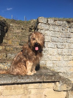 Sam (Jagger vom Bärenbrunnerhof)