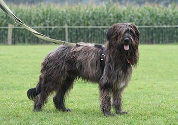 Iceman (Tiago) von der Uni-Wildnis Hund