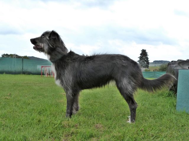 Quba vom Birkenhain Hund