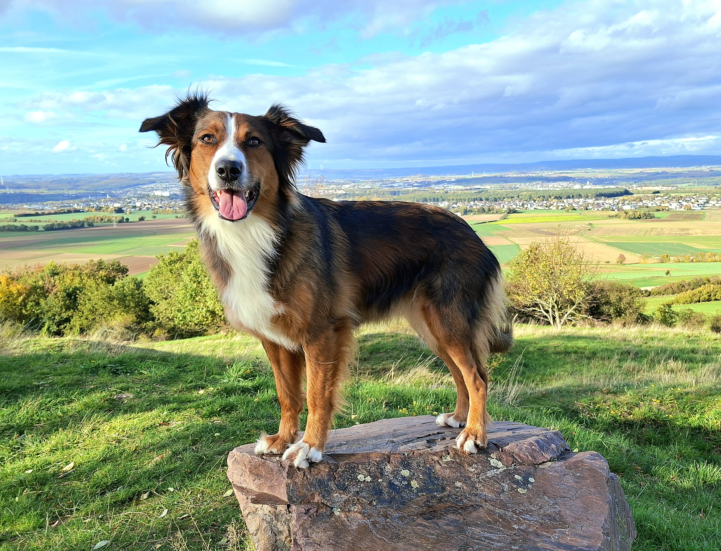 Visby-Victoria vom Grafenschloss Hund