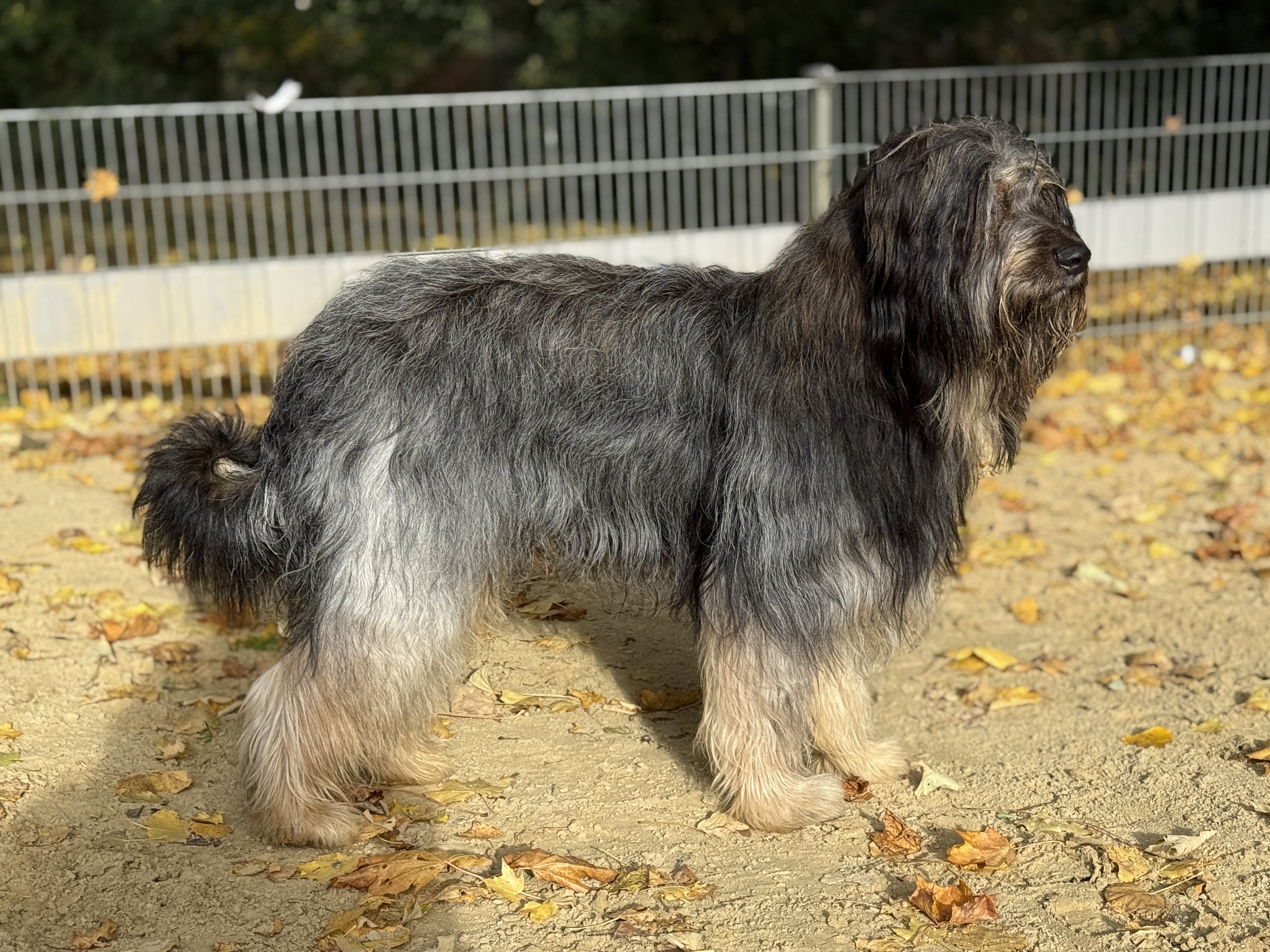 Xavi vom weißen Berg Hund