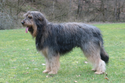 Scotty von der Nellenburg Hund