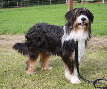 Niente vom Löwenzahn Hund