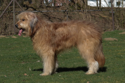 Sydney von der Nellenburg Hund