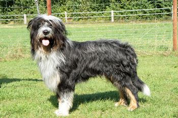 Körby (Kalle) vom Seehof Hund