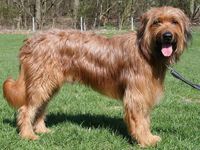 Iwo vom Seehof Hund