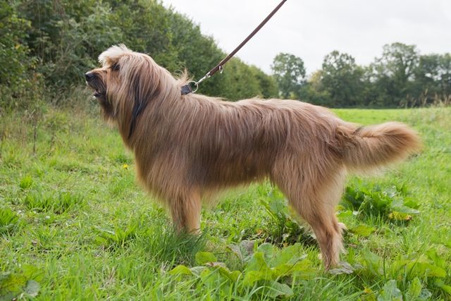 Rio von der Villa Kunterbunt Hund