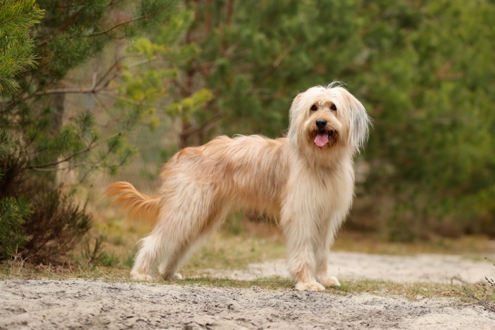 Xera-Bailey vom Höfeweg (Raya) Hund