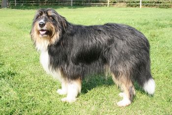 Iron von der Bever Hund