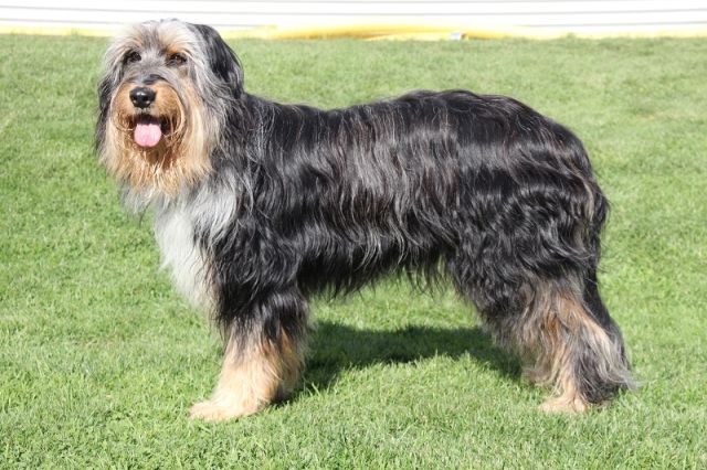 Cara-Ella von der wilden 13 Hund