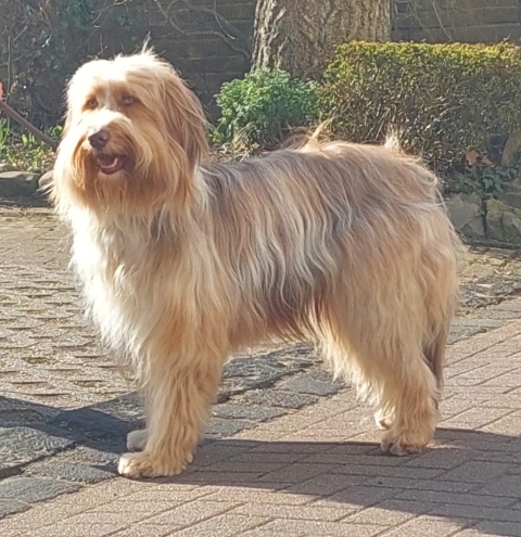 Xoxi-Nieke (Ronja) vom Stüvenest Hund