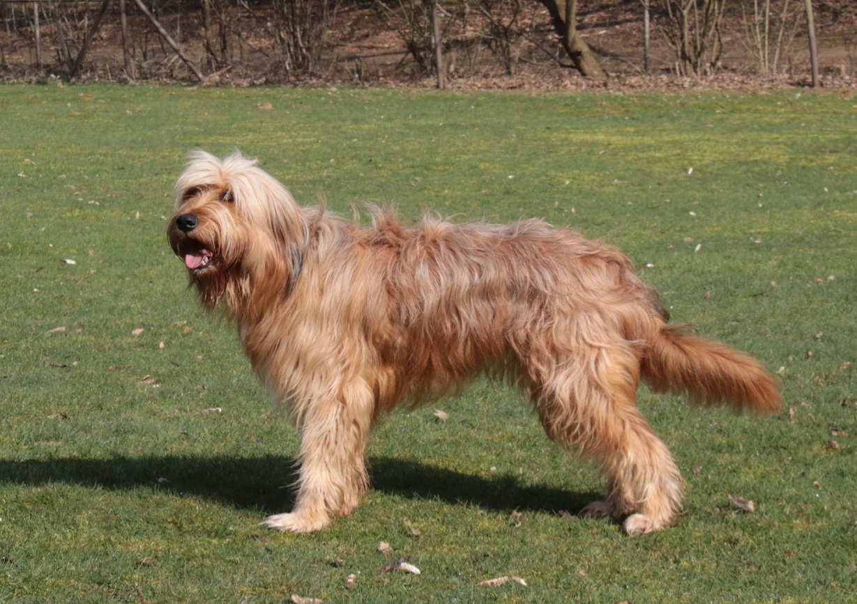 Tamina (Nieke) vom Niesetal Hund