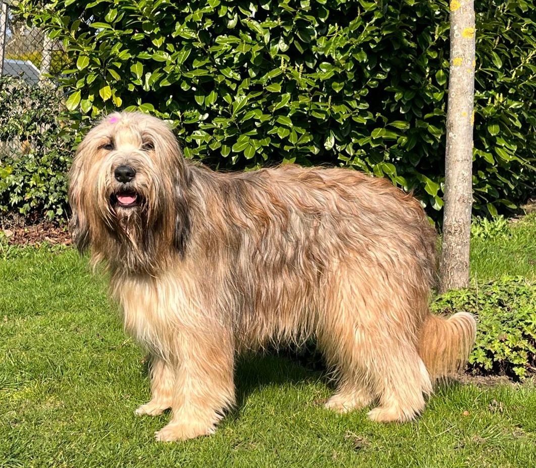 Enola vom Lummerland Hund