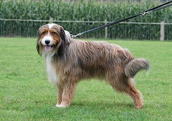 Icendo (Kendo) vom Löwenzahn Hund