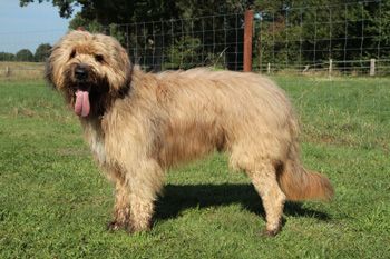 Jason (Max) von der Bever Hund