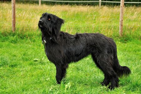 Nessie von den Rißauen Hund