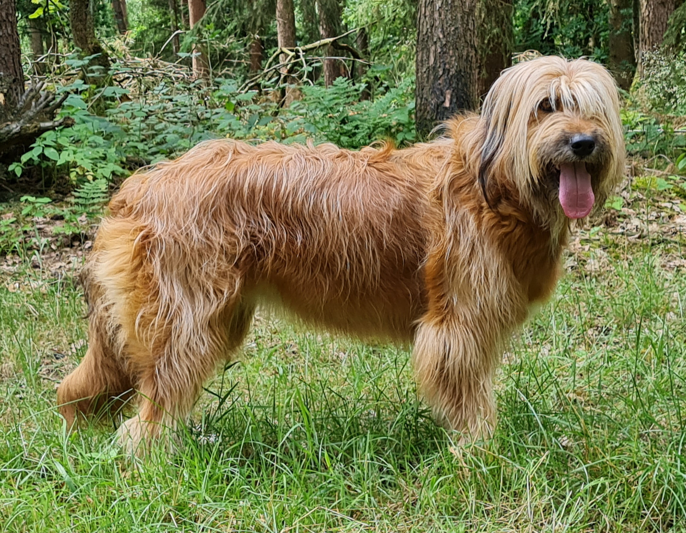 Tiara (Solveig) vom Niesetal Hund