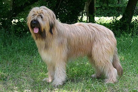 Kaylo von der Villa Grün Hund