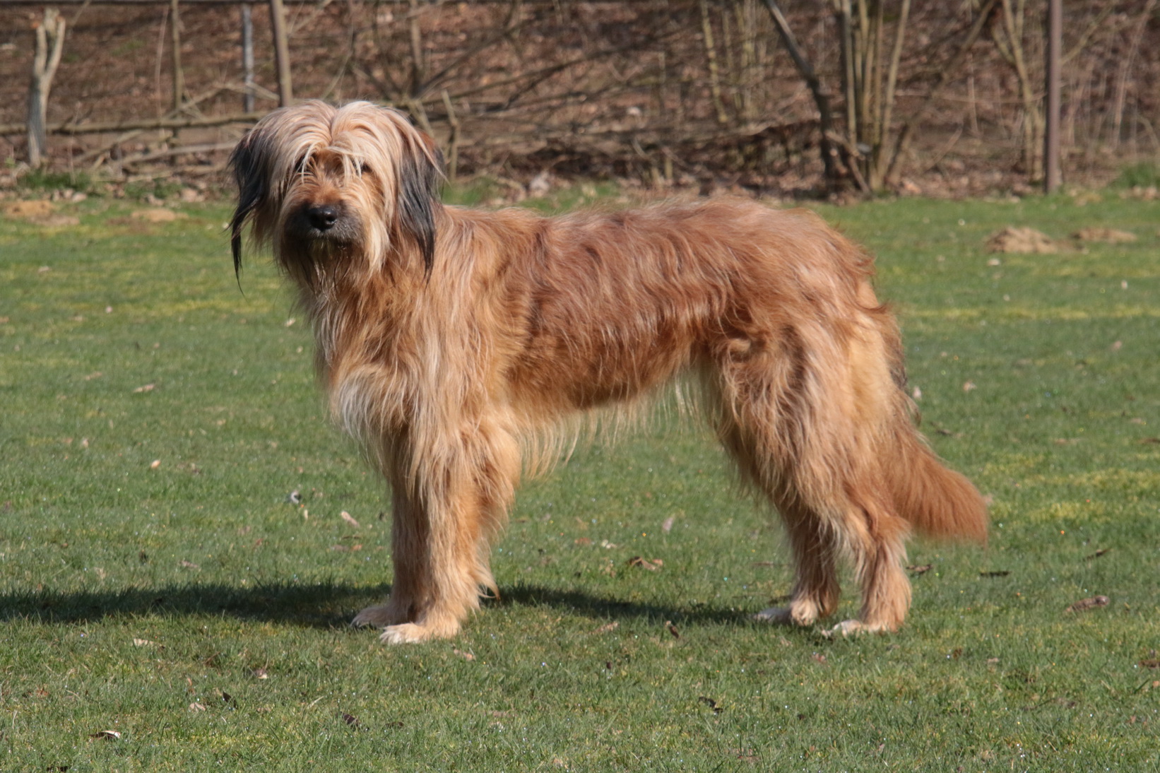 Tiara (Solveig) vom Niesetal Hund